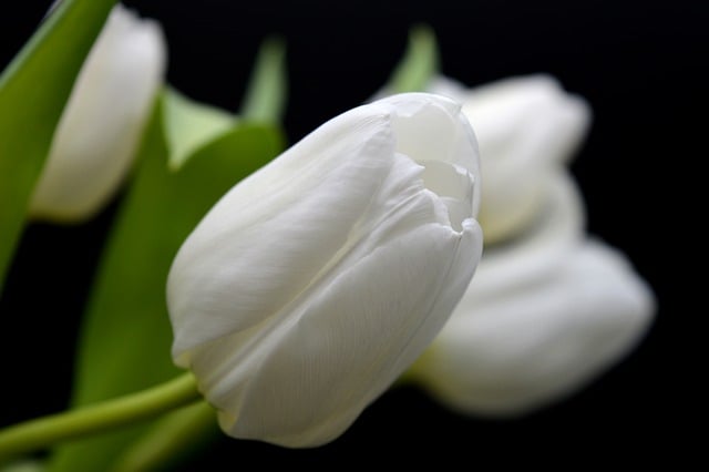 białe kwiaty na pogrzebie