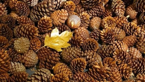 stroiki bożonarodzeniowe na cmentarz